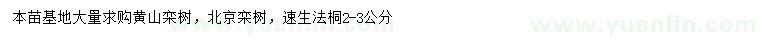 求购黄山栾树、北京栾树、速生法桐