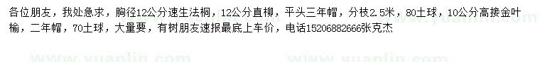 求购速生法桐、直柳、高接金叶榆