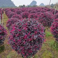 供应红花继木，红花继木球，红花继木苗，红花继木绿篱