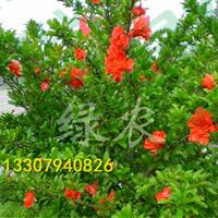 牡丹花石榴 石榴小苗出售价格 石榴树苗出售 牡丹花图片 江西