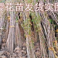 基地长期供应4公分速生樱花苗 大量供应园林景观樱花苗 樱花树