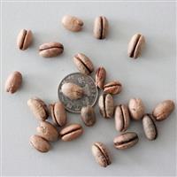 加拿利海枣种子