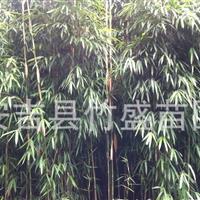 安吉供应茶秆竹 另有紫竹斑竹毛竹刚竹等绿化竹苗