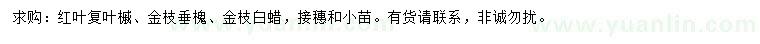 求购红叶复叶槭、金枝垂槐、金枝白蜡