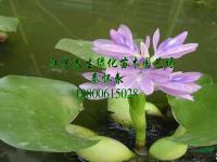 水葫芦花苗报价/江苏水葫芦花苗报价