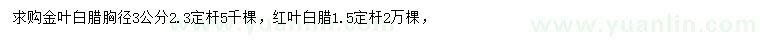 求购胸径3公分金叶白腊、红叶白腊