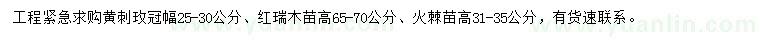 求购黄刺玫、红瑞木、火棘