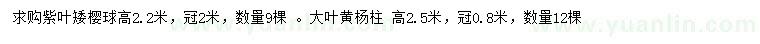 求购高2.2米紫叶矮樱球、2.5米大叶黄杨柱