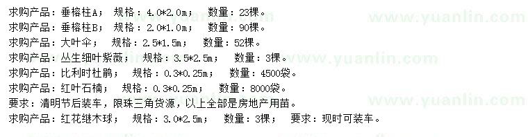 求购垂榕柱、大叶伞、细叶紫薇等