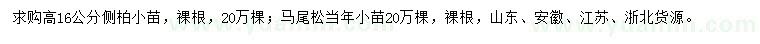 求购高16公分侧柏小苗、马尾松当年小苗