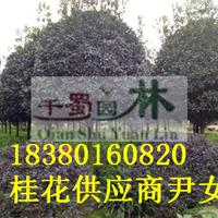 10公分八月桂价格,高分枝八月桂桂花树