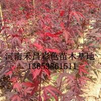 漯河欧洲红枫设计|辽宁欧洲红枫嫁接技术