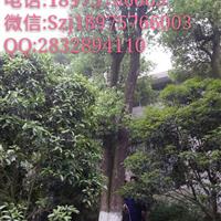 大香樟  湖南香樟  湖南大香樟  邵阳（012）
