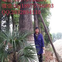 香樟树实图拍照  围径200公分  湖南大香樟（ 002)
