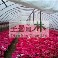 成都西洋鹃价格,西洋鹃价格,比利时杜鹃价格,13杯西洋鹃价格