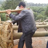 江西九江庐山樂昌含笑你值得信赖的好苗子