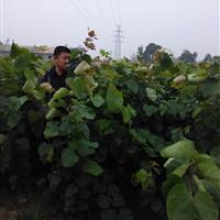 巨紫荆小苗价格|2015年巨紫荆小苗价格行情