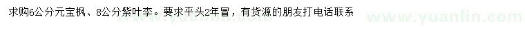 求购6公分元宝枫、8公分紫叶李