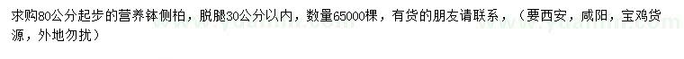 求购80公分以上侧柏