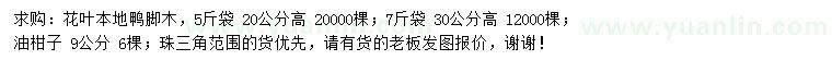 求购高20公分花叶鸭脚木、9公分油柑子