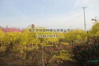 山东金叶垂榆3信息