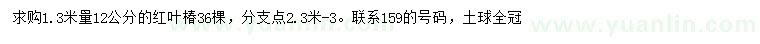 求购1.3米量12公分红叶椿