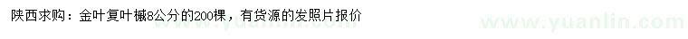 求购8公分金叶复叶槭