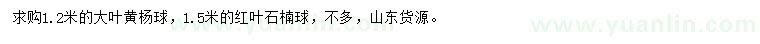 求购1.2米大叶黄杨、1.5米红叶石楠