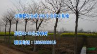 20-30cm朴树报价/安徽20-30cm朴树报价