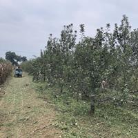 胸径20公分苹果树·胸径15公分苹果树·20公分苹果树价格