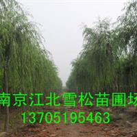 黄皮柳价格，垂柳价格报价