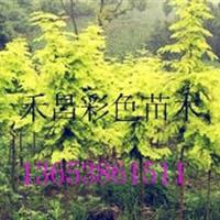 甘肃金叶水杉管理|樟树金叶水杉苗木场