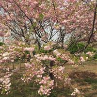 供应樱花8一10公分