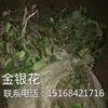 浙江地区大量供应水生植物草花金银花，量大从优