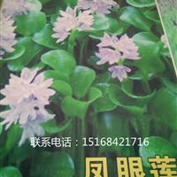 大量供应千屈菜，黄菖蒲，睡莲，荷花，再力花，水生美人蕉