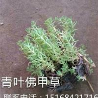 苗圃低价大量供应1000万青叶佛甲草