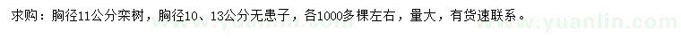 求购胸径11公分栾树、10、13公分无患子