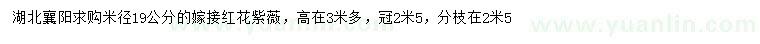 求购米径19公分嫁接红花紫薇