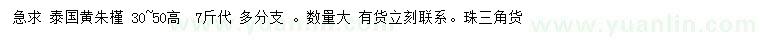 求购高30-50公分泰国黄朱槿