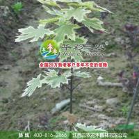 江西花叶挪威槭树2