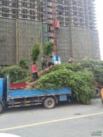 浙江花石榴介绍