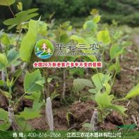 江西金边马褂木信息
