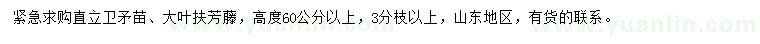 求购高度60公分以上卫矛苗、大叶扶芳藤