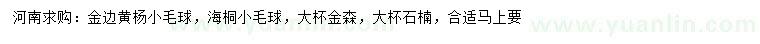 求购金边黄杨小毛球、海桐小毛球、金森女贞等