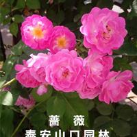 泰安蔷薇花