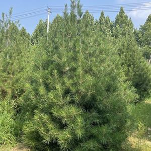 白皮松占地赔偿价格·占地赔偿2米白皮松多少钱一棵？