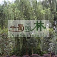 供应米径15公分垂柳/垂柳价格/柳树*新报价/垂柳苗圃基地