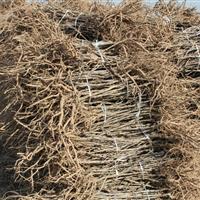 大量供应各种苗龄品种牡丹苗 芍药苗