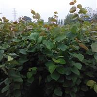 河南巨紫荆小苗价格报价