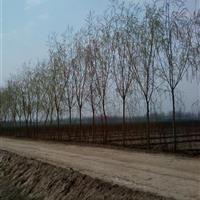 50公分金丝垂柳价格种植表